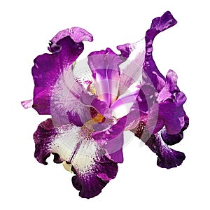 Beautiful graceful iris flower of white and purple color. White background. Isolate. Square image. Stamens and pistils