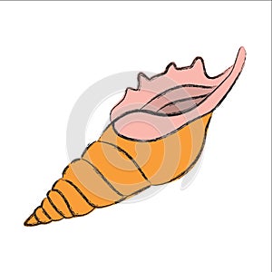 Beautiful graceful oblong shell cuty