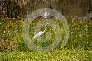 Beautiful gracious herons are big birds and one of symbols of Florida. Nathan Benderson Park in Sarasota, Florida.