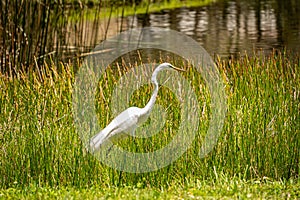 Beautiful gracious herons are big birds and one of symbols of Florida. Nathan Benderson Park in Sarasota, Florida.