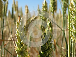 Beautiful grain field with large spikes of intense color photo