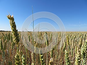 Beautiful grain field with large spikes of intense color photo