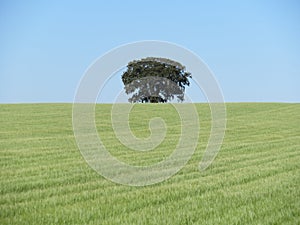 Beautiful grain field waiting to be yellow and dry to be harvested