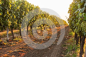 Beautiful grape field