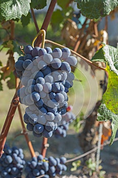 Beautiful Grape Fruit Vineyard Ready to Produce Wine