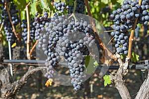 Beautiful Grape Fruit Vineyard Ready to Produce Wine