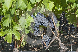 Beautiful Grape Fruit Vineyard Ready to Produce Wine