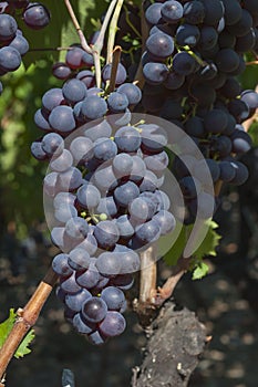 Beautiful Grape Fruit Vineyard Ready to Produce Wine