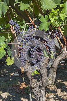 Beautiful Grape Fruit Vineyard Ready to Produce Wine