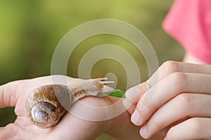 beautiful grape snail sitting on child's hand, Teaching Children About Nature, importance of environmental education and