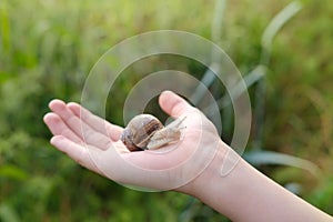 beautiful grape snail sitting on child's hand, terrestrial gastropod mollusk order lung snails of helicid family, concept