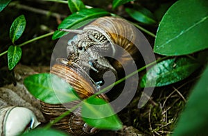 Beautiful grape snails in the background of a spring green garden