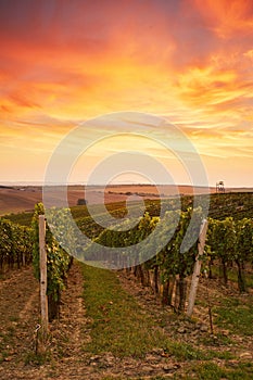 Beautiful grape vines in Moravia photo
