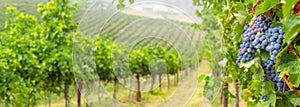 Lush Beautiful Grape Vineyard Landscape Banner