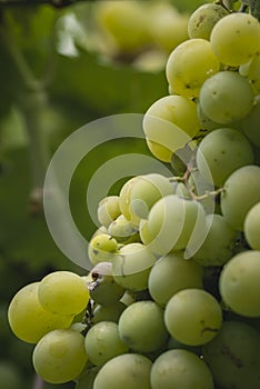 Beautiful grapes leaves in a vineyard, garden. Vineyard background in summer. Beautiful sunny day. Detail, green grapes unripe