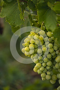 Beautiful grapes leaves in a vineyard, garden. white background, summer. sunny day. green grapes unripe, metal, copy space Fresh