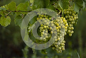 Beautiful grapes leaves in a vineyard, garden. white background, summer. sunny day. green grapes unripe, metal, copy space Fresh