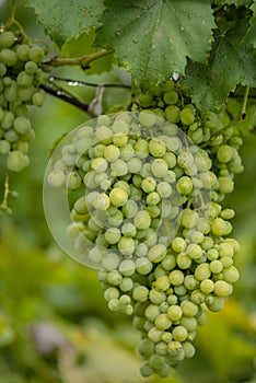 Beautiful grapes leaves in a vineyard, garden. white background, summer. sunny day. green grapes unripe, metal, copy space Fresh