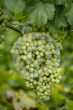 Beautiful grapes leaves in a vineyard, garden. white background, summer. sunny day. green grapes unripe, metal, copy space Fresh