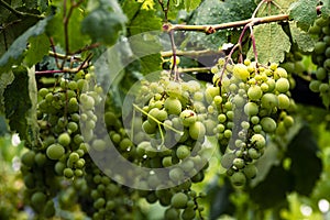 Beautiful grapes leaves in a vineyard, garden. white background, summer. sunny day. green grapes unripe, metal, copy space Fresh