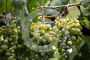 Beautiful grapes leaves in a vineyard, garden. white background, summer. sunny day. green grapes unripe, metal, copy space Fresh