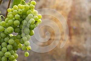 Beautiful grapes leaves in a vineyard, garden. white background, summer. sunny day. green grapes unripe, metal, copy space Fresh