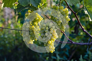 Beautiful grapes leaves in a vineyard, garden. white background, summer. sunny day. green grapes unripe, metal, copy space Fresh