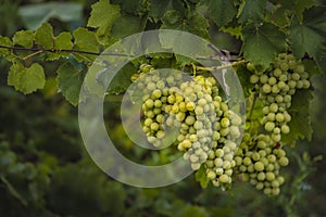 Beautiful grapes leaves in a vineyard, garden. white background, summer. sunny day. green grapes unripe, metal, copy space Fresh