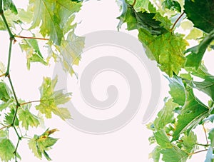 Beautiful grapes leaves in a vineyard. Vineyard background in summer. Beautiful sunny day