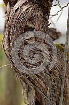 Beautiful Grapevines bark texture. Close-up of vine trunk. Bark of grape plant. Strain of old vineyard. Blurred background. Wooden