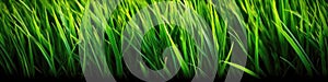 Beautiful Grass Blades Texture Background Pattern. Generative AI
