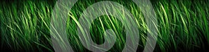 Beautiful Grass Blades Texture Background Pattern. Generative AI