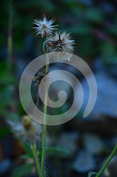 Beautiful grass,brown grasss