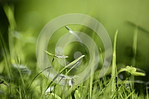 Beautiful grass closeup for background use