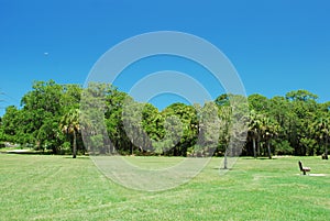 Beautiful grass covered yard with trees and a blue sky in a nature preserve in Sarasota Florida