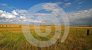 Beautiful Grass Field and Blue Skies