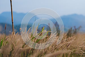 Beautiful grass flower background ,selective focus