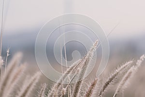 Beautiful grass flower background ,selective focus