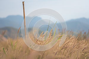 Beautiful grass flower background ,selective focus