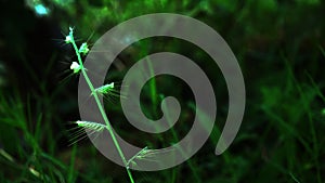 Beautiful grass flower close up in the middle of green grass