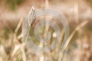Beautiful grass flower in field on blur backgroung