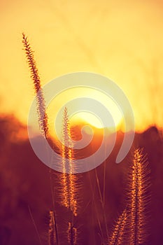 Beautiful grass flower with gold light