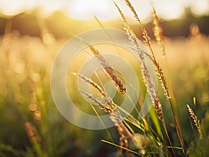 Beautiful grass flower meadow at sunset. Nature background. Soft focus.