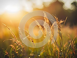 Beautiful grass flower meadow at sunset. Nature background. Soft focus.