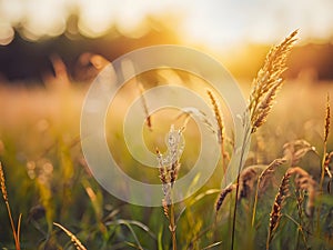 Beautiful grass flower meadow at sunset. Nature background. Soft focus.