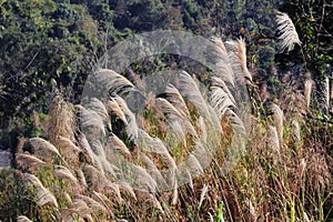 Beautiful grass flower or poaceae on the road.