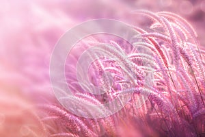 Beautiful grass flower in soft pink romance background with bokeh