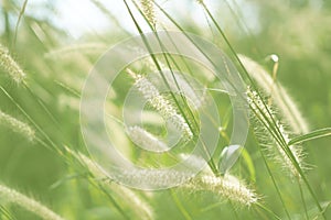 Beautiful of grass flower with sunset for nature background