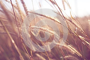 Beautiful of grass flower with sunset for nature background, soft and blurred focus