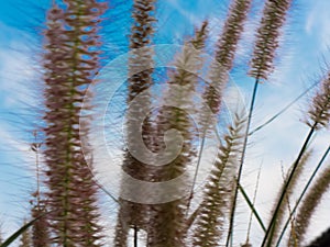 Beautiful Grass Flowers on the bright sky in the sunny Day